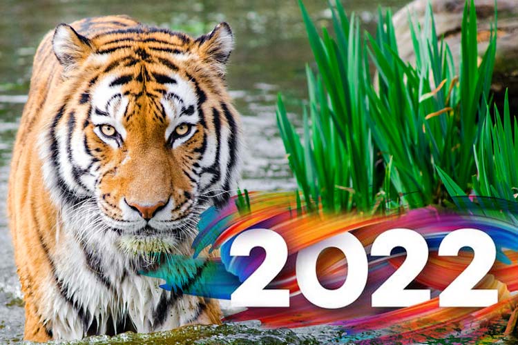 2022 Angyali Előrejelzés: a Víz Tigris Éve